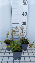 Planten Alchemilla alpina   pot 9x9 cm