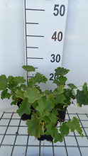 Planten Alchemilla epipsila   pot 9x9 cm
