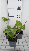 Planten Alcea rosea 'Charters Rosa'   pot 9x9 cm  