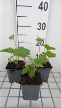Planten Alcea rosea 'Charters Purple'   pot 9x9 cm