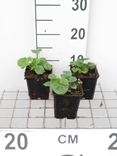 Planten Alcea rosea 'Charters Rot'   pot 9x9 cm