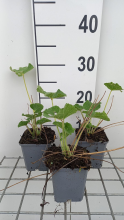 Planten Alcea rosea 'Charters Weiss'   pot 9x9 cm  