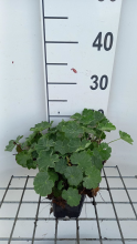 Planten Alchemilla vulgaris   pot 9x9 cm (Vrouwenmantel)  