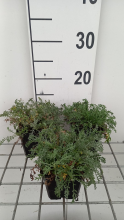 Planten Anthemis carpatica 'Karpatenschnee'   pot 9x9 cm (Roomse kamille)  