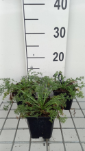 Planten Anacyclus depressus 'Gnom'   pot 9x9 cm
