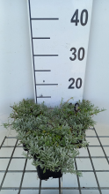 Planten Antennaria dioica 'Rubra'   pot 9x9 cm