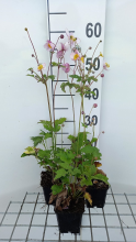 Planten Anemone hupehensis 'Praecox'   pot 9x9 cm  