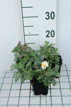 Planten Anthemis 'Susanna Mitchell'   pot 9x9 cm