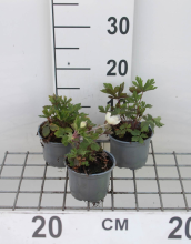 Planten Anemone sylvestris   pot 9x9 cm