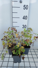 Planten Aquilegia caerulea   pot 9x9 cm