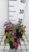Planten Aquilegia canadensis 'Little Lanterns'   pot 9x9 cm  