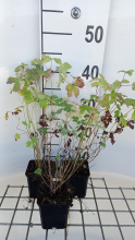 Planten Aquilegia chrysantha 'Yellow Queen'   pot 9x9 cm