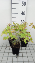 Planten Aquilegia caerulea 'Heavenly Blue'   pot 9x9 cm