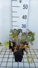 Planten Aquilegia vulgaris 'Rose Barlow'   pot 9x9 cm