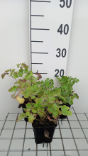 Planten Aquilegia vulgaris 'William Guiness'   pot 9x9 cm