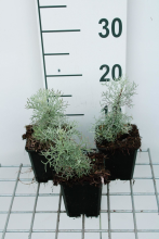 Planten Artemisia 'Canescens'   pot 9x9 cm  