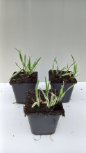 Planten Arrhenatherum elatius 'Variegatum'   pot 9x9 cm