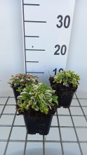 Planten Arabis ferdinandi coburgii 'Old Gold'   pot 9x9 cm