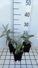 Planten Artemisia ludoviciana 'Valerie Finnis'   pot 9x9 cm