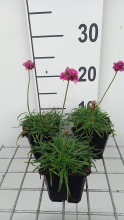 Planten Armeria maritima 'Dusseldorfer Stolz'   pot 9x9 cm  