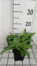 Planten Arnica montana   pot 9x9 cm  
