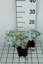 Planten Artemisia stelleriana 'Boughton Silver'   pot 9x9 cm  
