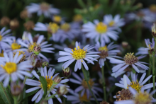 Planten Aster ageratoides 'Adustus Nanus'   pot 9x9 cm