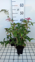 Planten Astilbe 'Bressingham Beauty'   pot 9x9 cm