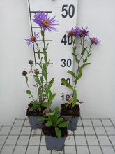 Planten Aster amellus 'Blue King'   pot 9x9 cm  