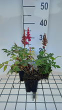 Planten Astilbe 'Etna'   pot 9x9 cm  