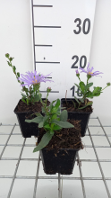 Planten Aster amellus 'King George'   pot 9x9 cm  