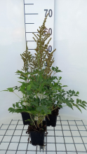 Planten Astilbe 'Amethyst'   pot 9x9 cm  