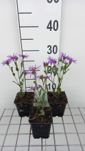 Planten Aster amellus 'Sonora'   pot 9x9 cm