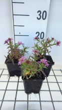 Planten Aster 'Alice Haslam'   pot 9x9 cm