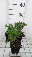 Planten Aster 'Augenweide'   pot 9x9 cm