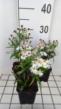 Planten Aster 'Kristina'   pot 9x9 cm