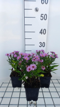 Planten Aster 'Rosenwichtel'   pot 9x9 cm  