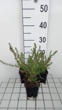 Planten Aster ericoides 'Schneetanne'   pot 9x9 cm