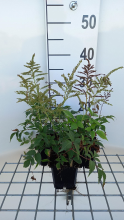 Planten Astilbe 'Gladstone'   pot 9x9 cm