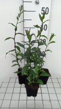 Planten Aster laevis 'Calliope'   pot 9x9 cm