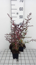 Planten Aster lateriflorus 'Lady in Black'   pot 9x9 cm