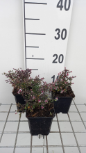 Planten Aster lateriflorus 'Prince'   pot 9x9 cm  