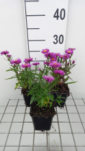 Planten Aster novi belgii 'Karminkuppel'   pot 9x9 cm