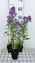 Planten Aster novi belgii 'Schöne von Dietlikon'   pot 9x9 cm  