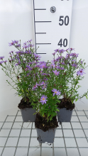 Planten Aster 'Treffpunkt'   pot 9x9 cm