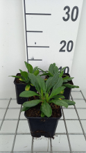 Planten Aster tongolensis 'Berggarten'   pot 9x9 cm