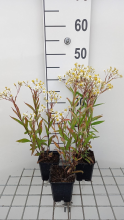 Planten Aster umbellatus 'Weisser Schirm'   pot 9x9 cm