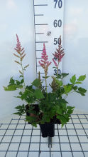 Planten Astilbe chinensis 'Vision in Pink'   pot 9x9 cm  