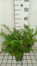Planten Athyrium filix femina 'Lady in Red'   pot 9x9 cm