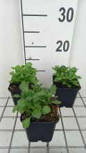 Planten Aubrieta 'Whitewell Gem'   pot 9x9 cm